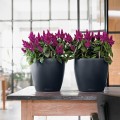 matowe-donice-do-wnetrz-kuchni-salonu-sypiaalni-lechuza-classico-color-sklep.html.jpeg