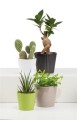 mini-oslonki-na-doniczki-do-kaktusow-scheurich-937-ceramiczne.jpg