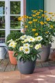 Donice ogrodowe mrozoodporne  Scheurich Country Star.jpg