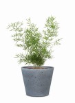 Ciemnoszara osłonka na doniczkę 701 beton 18 Scheurich Dark Stone
