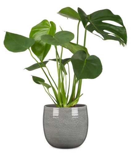 Osłonka ceramiczna Scheurich Glazing Grey szara sklep online.jpg