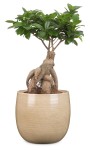 Osłonka na doniczkę 765 piaskowa 15 Scheurich Glazing Sand