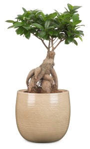 Osłonka na doniczkę 765 piaskowa 21 Scheurich Glazing Sand