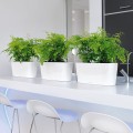 biale-donice-do-wnetrz-lechuza-delta-20-paprotki-adiantum.jpg