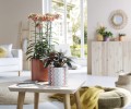 scheurich-oslonki-na-doniczki-828-fashionista-papaya-kalanchoe-peperomia.jpg