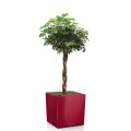 czerwona-donica-do-salonu-na-taras-do-ogrodu-lechuza-cube-premium-kwadratowa.jpg