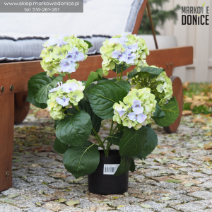 50 Zielono-fioletowa hortensja w doniczce >>> piękne sztuczne hortensje wys. 40 cm