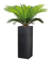 wysoka-waska-donica-slupek-kolumna-jak-beton-architektoniczny-scheurich-c-cube-stony-black-ciemnoszara-cycas.jpg