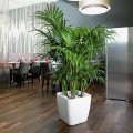biala-donica-na-palme-areca-lechuza-quadro-premium-ls-43-biala.jpeg