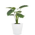 biale-oslonki-na-doniczki-plastikowe-matowe-scheurich-328-pure-white.jpg
