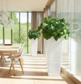 luksusowe-biale-wysoke-donice-do-wnetrz-lechuza-cubico-alto-Philodendron-selloum.jpg