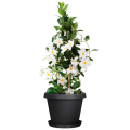 donice-ogrodowe-plastikowe-scheurich-stones-z-podstawka-linus.png