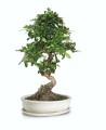 kremowe-donice-na-bonsai-ceramiczne-z-podstawka-polnix.jpg