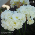 sztuczne-biale-pelargonie-na-balkon-taras-do-pojemnikow.png