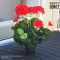 czerwona-pelargonia-sztuczna-roslina-w-doniczce-na-balkon-taras.png