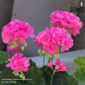 sztuczne-pelargonie-rozowe-kwiaty-doniczkowe.png