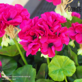 sztuczne-pelargonie-purpurowe-w-doniczkach.png