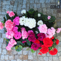 sztuczne-pelargonie-w-doniczkach-na-balkon-taras-piekne-sztuczne-kwiaty-doniczkowe.png