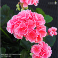 sztuczne-rozowe-pelargonie-w-doniczkach-na-balkon-taras.png