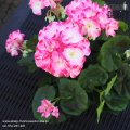 sztuczna-pelargonia-w-doniczce-rozowa-pstra-na-balkon-taras.png