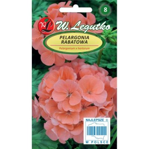Pelargonia rabatowa łososiowa >>> nasiona pelargonii Legutko 