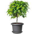 duza-donica-srednica-70-ccm-na-drzewko-scheurich-oliver.png