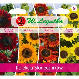 Słonecznik - kolekcja 4 odmian >>> nasiona Legutko 