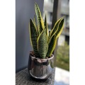 srebrna-oslonka-doniczka-ceramiczna-sansevieria.jpg
