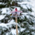 karmnik-dla-ptakow-wrobli-sikorek-finch-plastia.jpg