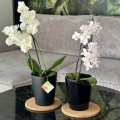 czarne-oslonki-na-storczyki-orchidee-polnix.jpg