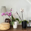 polnix-orchid-oslonka-na-doniczke-ceramiczna-czarna-doniczka-z-dekoracyjna-powierzchnia-na-storczyki.jpg
