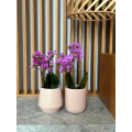rozowe-oslonki-na-storczki-orchidee.png