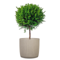 donica-linetto-scheurich-piaskowa-sand-markowedonice-skep-z-donicami-tarsa-balkon-ogrod-zimowy-mrozoodporne.png