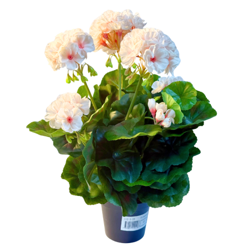 pelargonia-bialo-rozowa.22.png