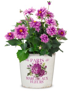 Osłonka na doniczkę z różami 870/13 Paris Fleurs