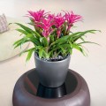 srebrna-doniczka-z-nawadnianiem-lechuza-premium-ls-35-guzmania.jpg