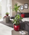 Scheurich piękna czerwona osłonka ceramiczna Dark Red.jpg