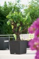 winogrono-w-donicy-z-nawadnianiem-lechuza-cube-cottage-50.jpg