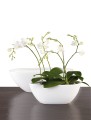 Piękna osłonka misa łódka na orchidee storczyki sklep.jpg