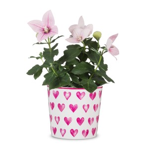 Osłonka na doniczkę w serduszka Scheurich 870 na prezent 13 Happy Heart