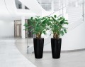 czarne-donice-do-salonu-lechuza-rondo-premium-filodendron.jpg