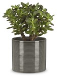 Mała ciemnoszara osłonka na doniczkę 828 walec 10 Scheurich Glass Grey mini