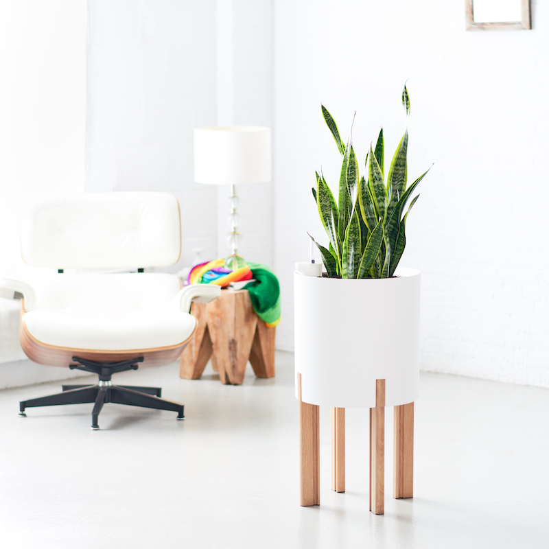 biała doniczka na nóżkach Sansevieria